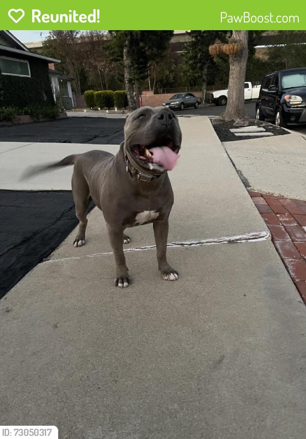 Reunited Male Dog last seen W 170th St & S Hoover St, Los Angeles, CA 90247, USA, Los Angeles, CA 90247