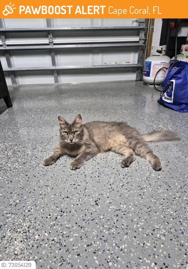Found/Stray Unknown Cat last seen Santa Barbara and Veterans, Cape Coral, FL 33990