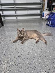 Found/Stray Unknown Cat last seen Santa Barbara and Veterans, Cape Coral, FL 33990