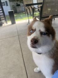 Lost Male Dog last seen Miami gardens , Miami Gardens, FL 33056