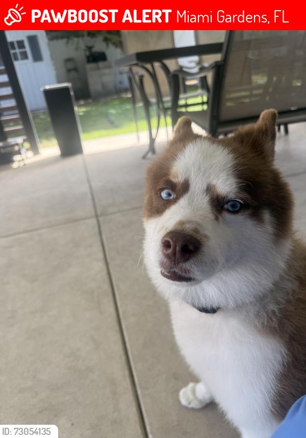 Lost Male Dog last seen Miami gardens , Miami Gardens, FL 33056