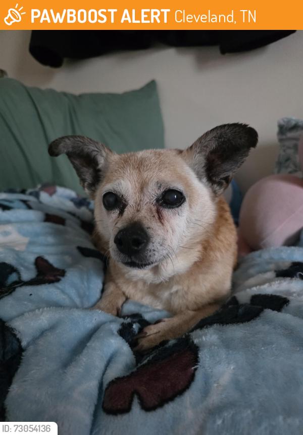 Found/Stray Female Dog last seen Cleveland greenway, Cleveland, TN 37311