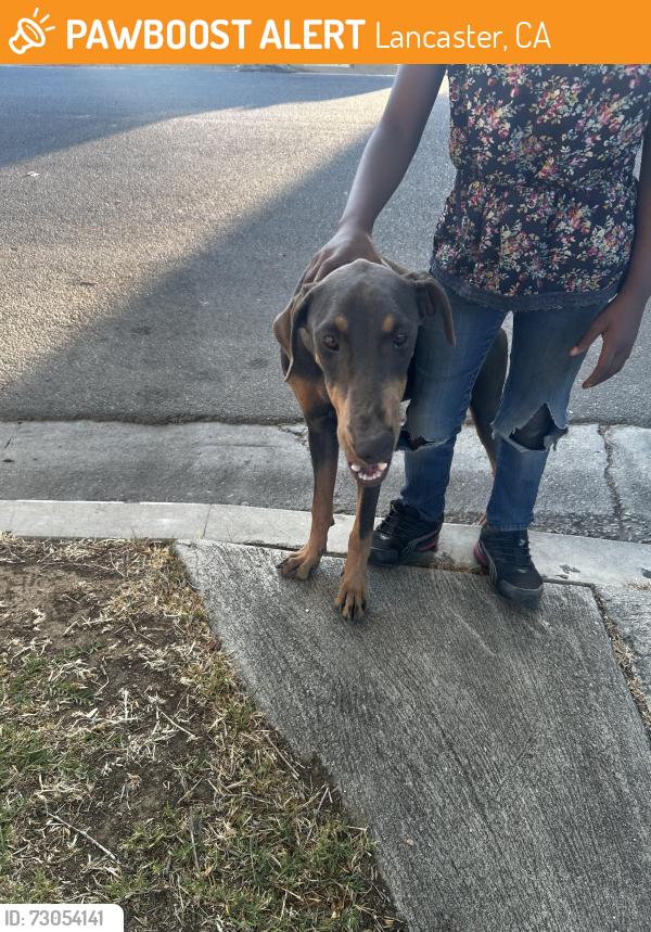 Found/Stray Female Dog last seen 10th st west, Lancaster, CA 93534
