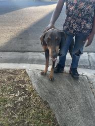 Found/Stray Female Dog last seen 10th st west, Lancaster, CA 93534