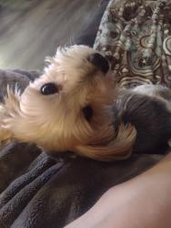 Reunited Male Dog last seen 136th, Puyallup, WA 98374