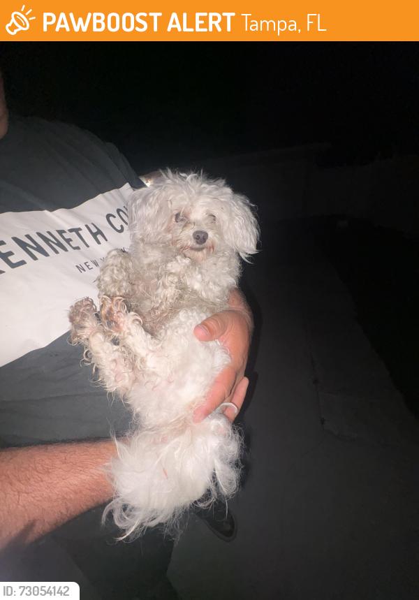 Found/Stray Male Dog last seen Hanna, Tampa, FL 33634