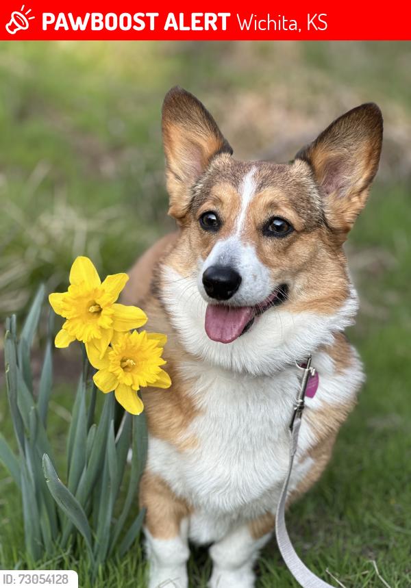 Lost Female Dog last seen Pawnee and Meridian, Wichita, KS 67217