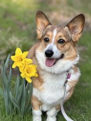 Lost Female Dog last seen Pawnee and Meridian, Wichita, KS 67217