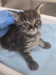 Shelter Stray Female Cat last seen Creekside Circle, Oakland, CA, 1101 29th Ave, Oakland, CA 94601, USA