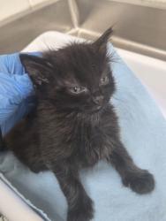 Shelter Stray Female Cat last seen Creekside Circle, Oakland, CA, 1101 29th Ave, Oakland, CA 94601, USA
