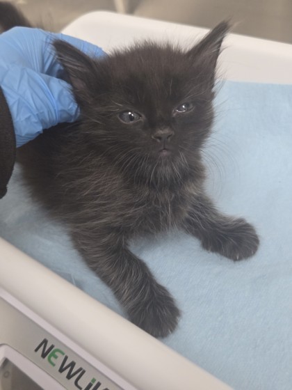 Shelter Stray Male Cat last seen Creekside Circle, Oakland, CA, 1101 29th Ave, Oakland, CA 94601, USA