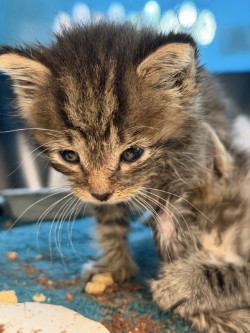 Shelter Stray Male Cat last seen Town east - Academy, 75150, TX, 1650 Gross Rd, Mesquite, TX 75149, USA