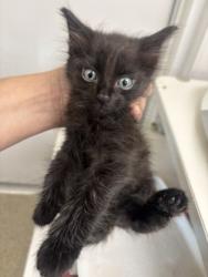 Shelter Stray Male Cat last seen Gross Rd, 75149, , 1650 Gross Rd, Mesquite, TX 75149, USA