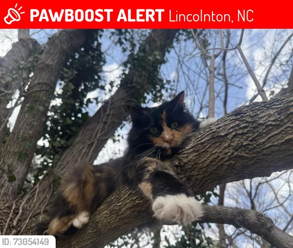 Lost Female Cat last seen Catawba Heights, Lincolnton, NC 28092