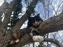 Lost Female Cat last seen Catawba Heights, Lincolnton, NC 28092