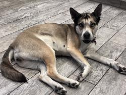 Lost Female Dog last seen Santa Ana, Los Banos, CA 93635