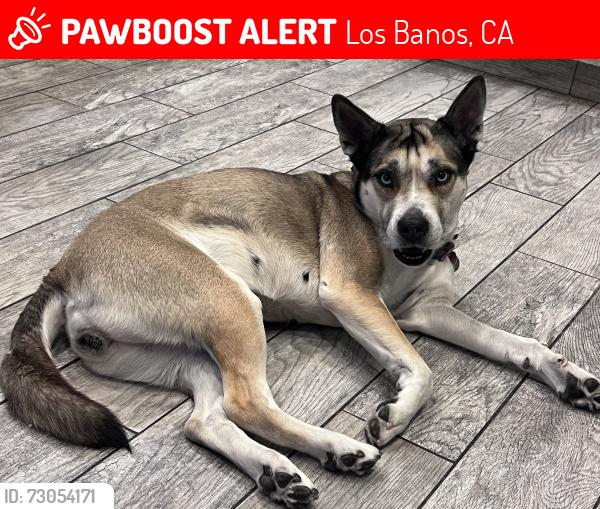 Lost Female Dog last seen Santa Ana, Los Banos, CA 93635