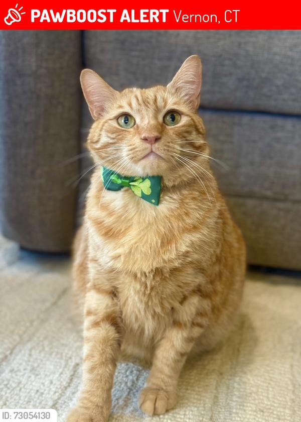 Lost Male Cat last seen Vinetta Drive, Merlin road, Vernon, CT 06066