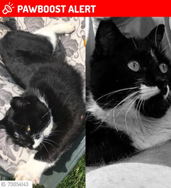 Lost Male Cat last seen Century rd and brookwood dr , Spruce Grove, AB T7X