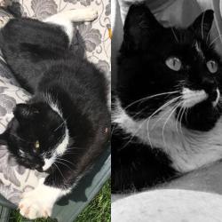 Lost Male Cat last seen Century rd and brookwood dr , Spruce Grove, AB T7X