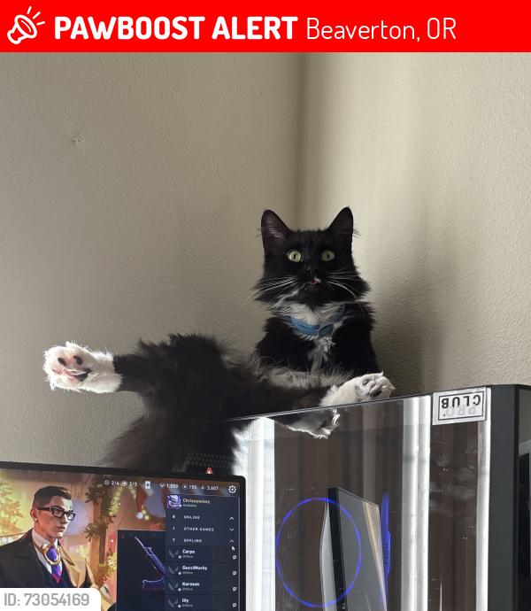Lost Female Cat last seen Sw 185th, Beaverton, OR 97006