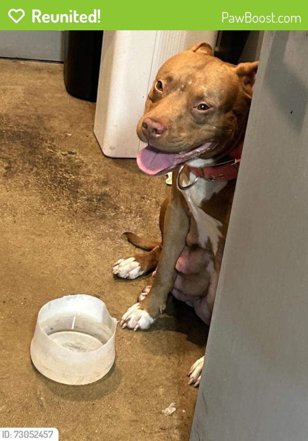Reunited Female Dog last seen Avid car , Cincinnati, OH 45227