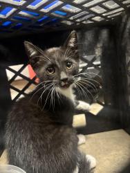 Found/Stray Unknown Cat last seen Security Fire Station 3, Colorado Springs, CO 80911