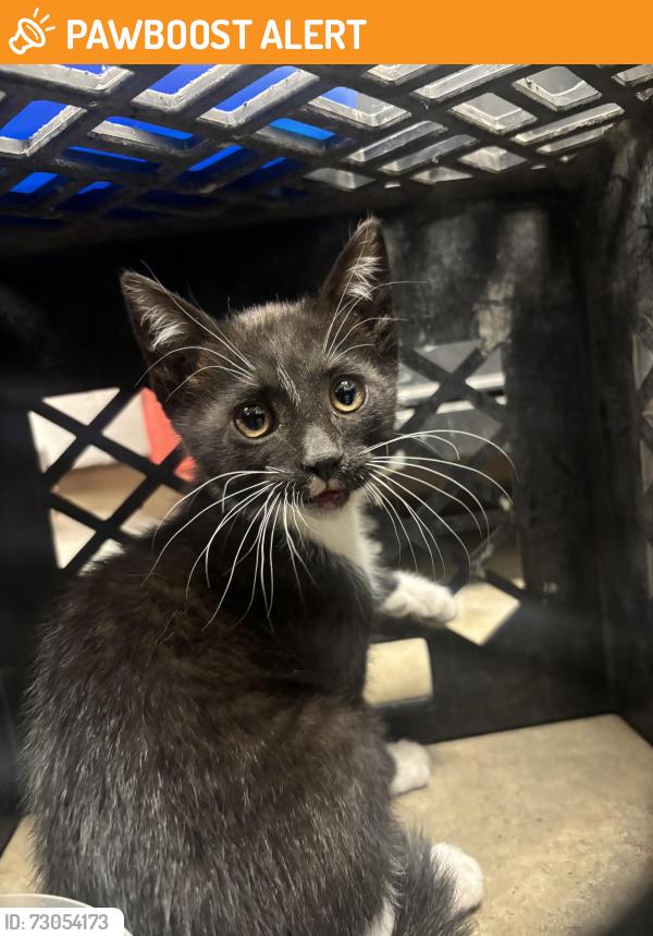 Found/Stray Unknown Cat last seen Security Fire Station 3, Colorado Springs, CO 80911