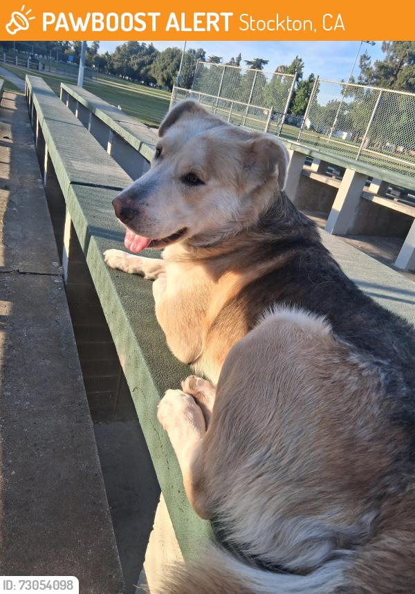 Found/Stray Male Dog last seen Cumberland place , Stockton, CA 95219