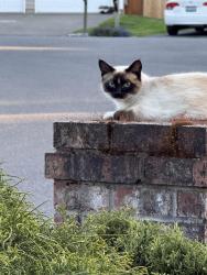 Reunited Female Cat last seen 33rd ave sw, Federal Way, WA 98023