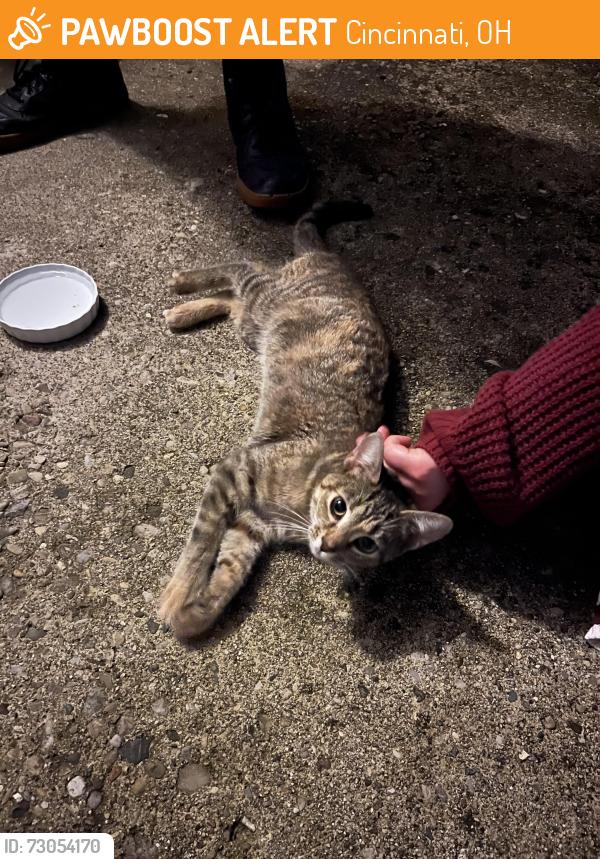 Found/Stray Unknown Cat last seen Culdesac on Orchardridge Ct, Cincinnati, OH 45239