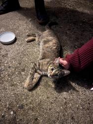 Found/Stray Unknown Cat last seen Culdesac on Orchardridge Ct, Cincinnati, OH 45239