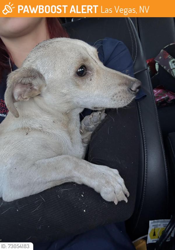 Found/Stray Male Dog last seen Eastern and Oakley, Las Vegas, NV 89104