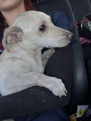 Found/Stray Male Dog last seen Eastern and Oakley, Las Vegas, NV 89104