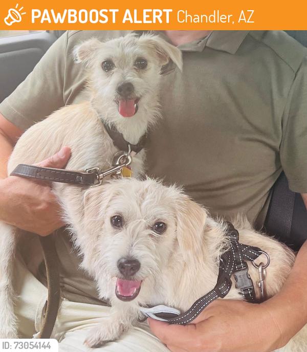 Found/Stray Female Dog last seen Ocotillo & McQueen, Chandler, AZ 85249