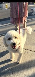 Reunited Unknown Dog last seen Zancon and pavion, Mission Viejo, CA 92692