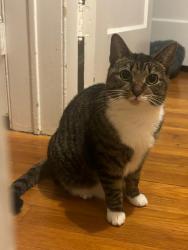 Reunited Female Cat last seen 75th Road and Kessel St, Queens, NY 11375