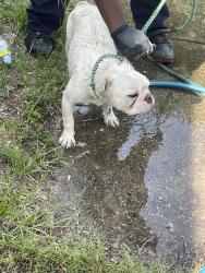 Found/Stray Male Dog last seen By a corner store near azalea drive, Anderson Creek, NC 28390