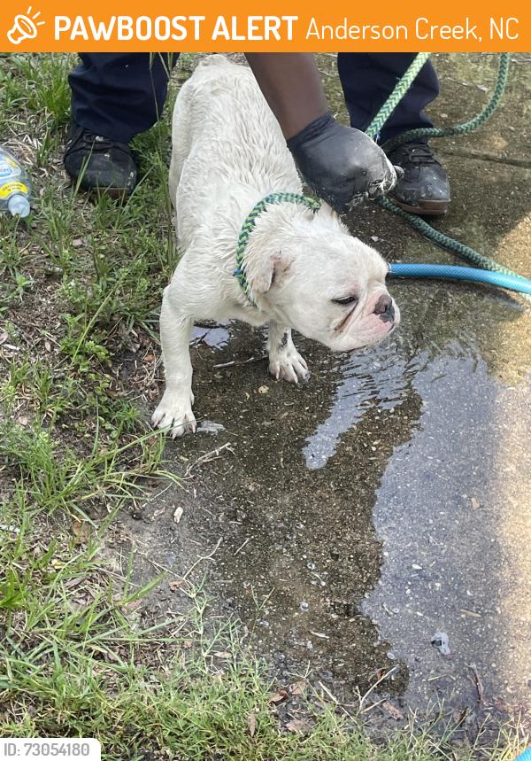 Found/Stray Male Dog last seen By a corner store near azalea drive, Anderson Creek, NC 28390