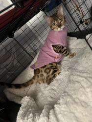 Lost Female Cat last seen Gregory, Chicago, IL 60630