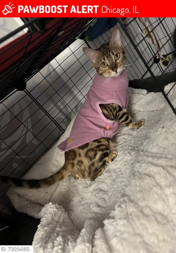 Lost Female Cat last seen Gregory, Chicago, IL 60630