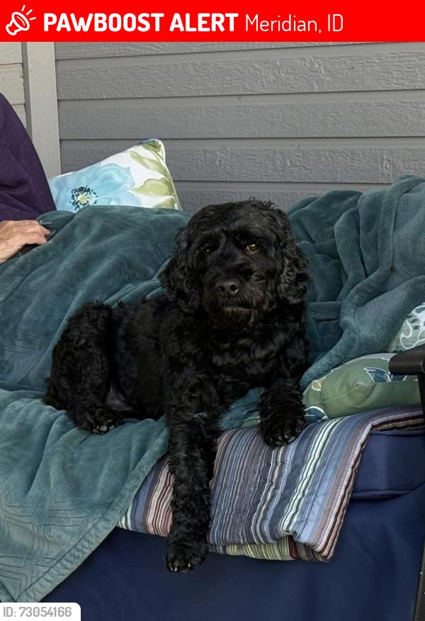 Lost Male Dog last seen Locsha Falls, Meridian, ID 83646