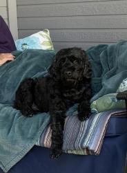 Lost Male Dog last seen Locsha Falls, Meridian, ID 83646