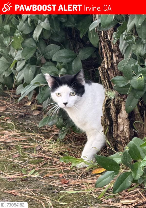 Lost Unknown Cat last seen Irvine center drive and research drive , Irvine, CA 92618