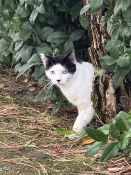 Lost Unknown Cat last seen Irvine center drive and research drive , Irvine, CA 92618