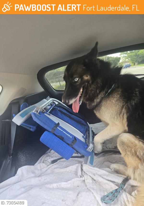 Found/Stray Male Dog last seen Sisteunk, Fort Lauderdale, FL 33311