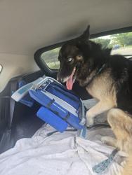 Found/Stray Male Dog last seen Sisteunk, Fort Lauderdale, FL 33311