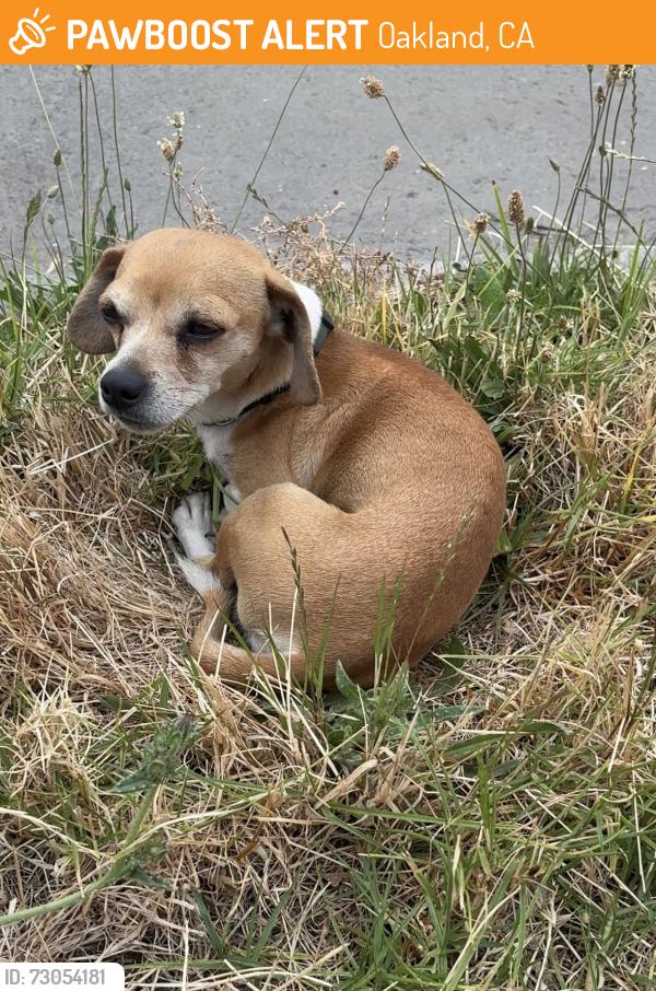 Found/Stray Male Dog last seen Near 58th  Ave, Oakland, CA 94621