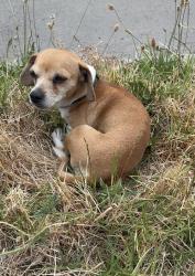 Found/Stray Male Dog last seen Near 58th  Ave, Oakland, CA 94621
