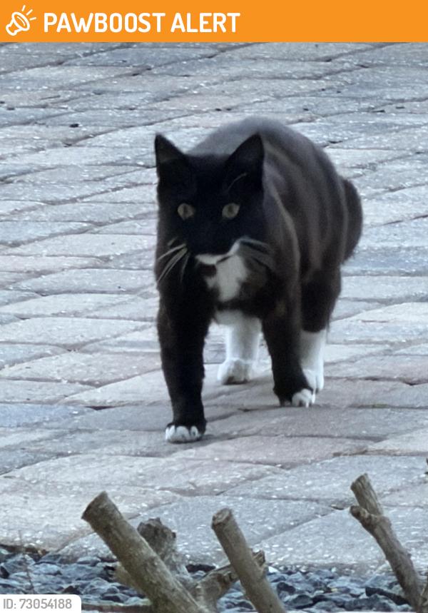 Found/Stray Female Cat last seen Trader Joe’s, Jacksonville Beach, FL 32250